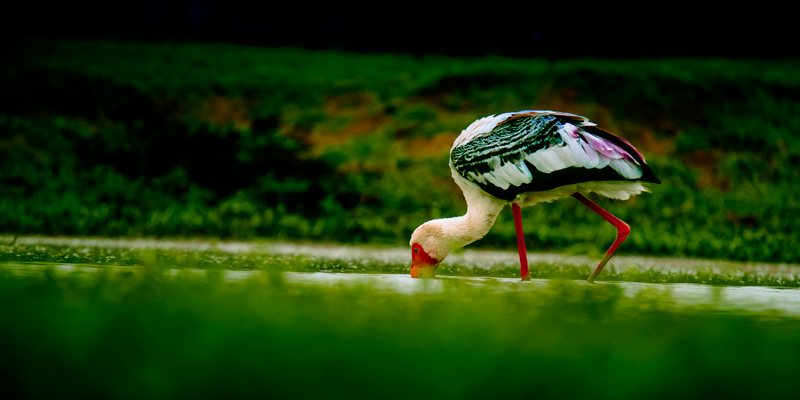 Bird & Nature Photography